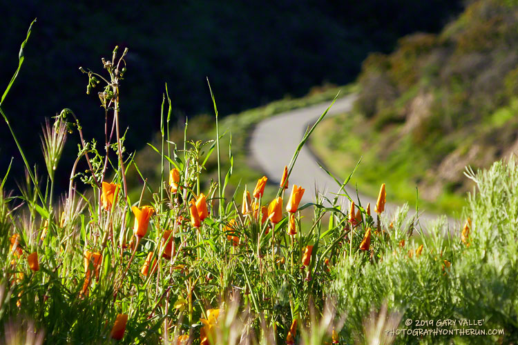 Warmed by the sun, these poppies along Sycamore Canyon Road are just beginning to unfurl. following a chilly night.